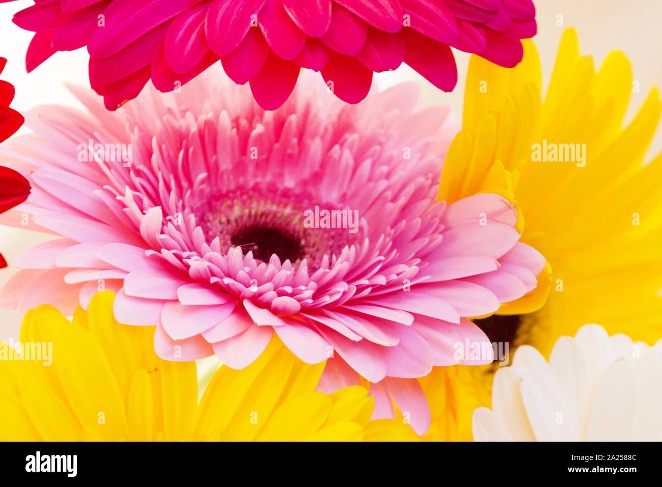 Blumen Urlaub oder Geburtstag Hintergrund der bunten Gerber close-up Stockfoto