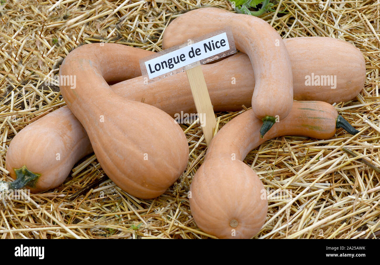 Longue de Nice, ist ein Speisekuerbis und eine schoene attraktive Gartenfrucht. Longue de Nizza ist ein essbarer Kürbis und ein schöner Garten Stockfoto