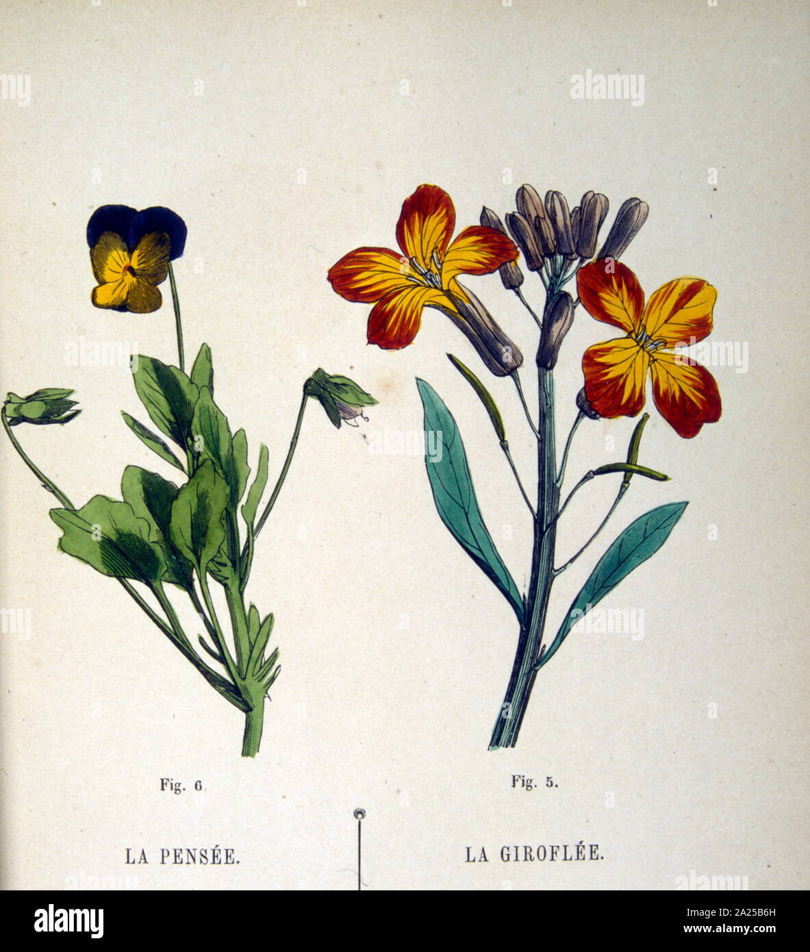 1934 Französisch, botanischen Abbildung der Blüte wiese Pflanzen Stockfoto