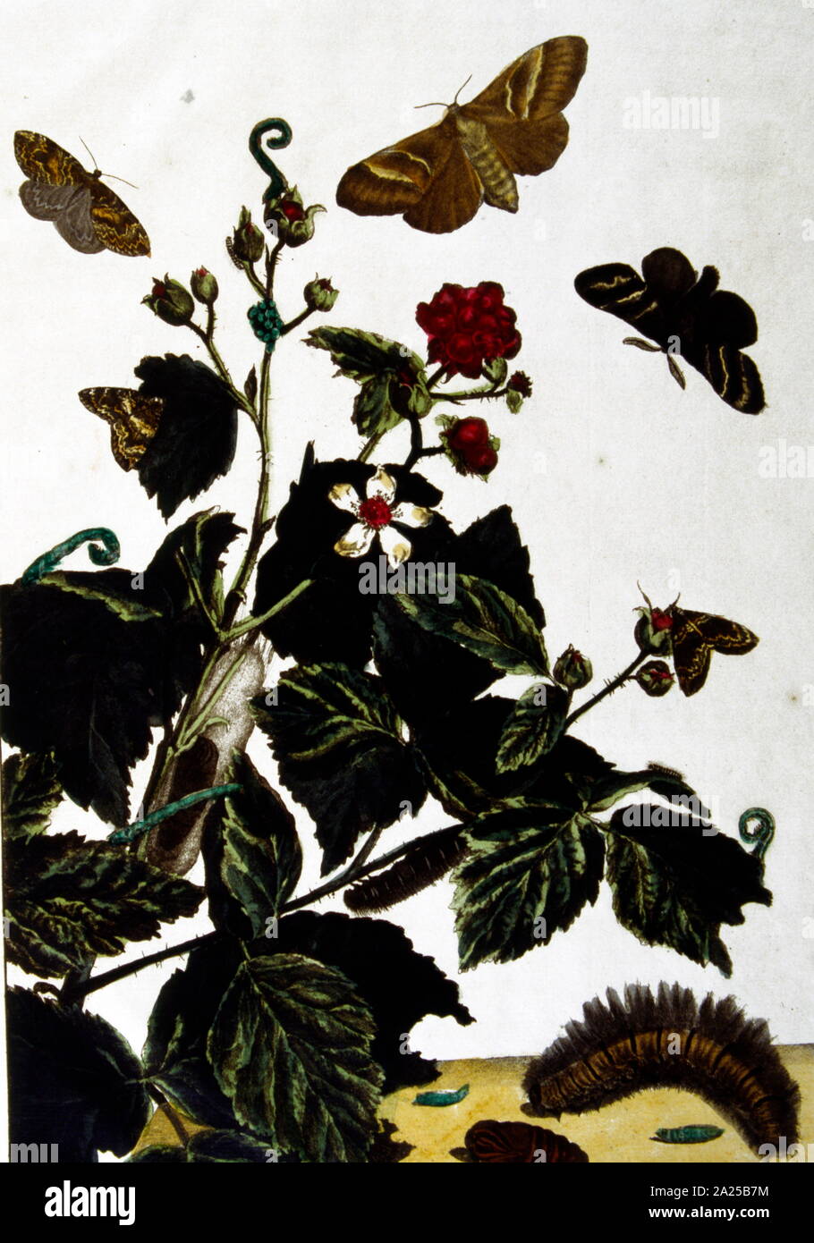 Schmetterlinge und Pflanzen, Illustration von 'Flora und Sylva" von W. Robinson, London. 1905 Stockfoto