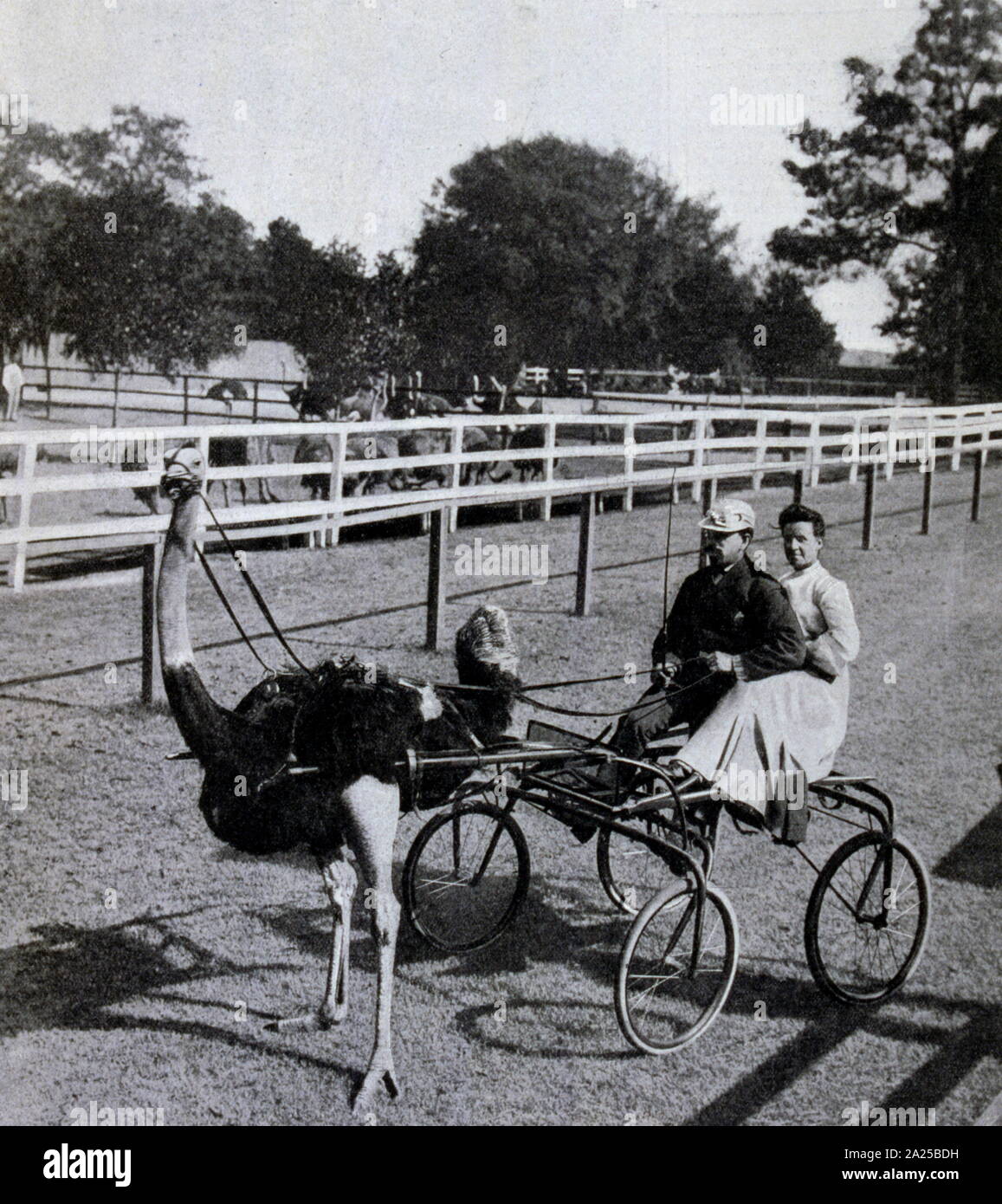 Vintage Strauß Beförderung Racing, Jacksonville, Florida, USA 1905 Stockfoto