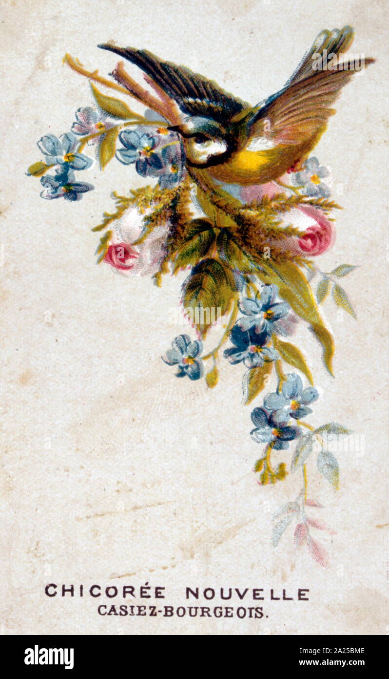 Französisch Abbildung eines kleinen Vogels neben einigen Blumen, 19. Jahrhundert Stockfoto