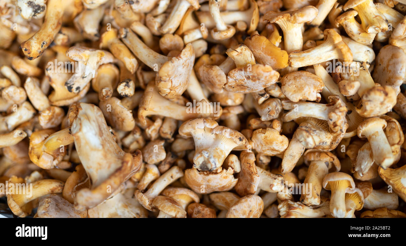 Frisch organische Pilze Hintergrund geerntet. Essbare Pilze Stockfoto