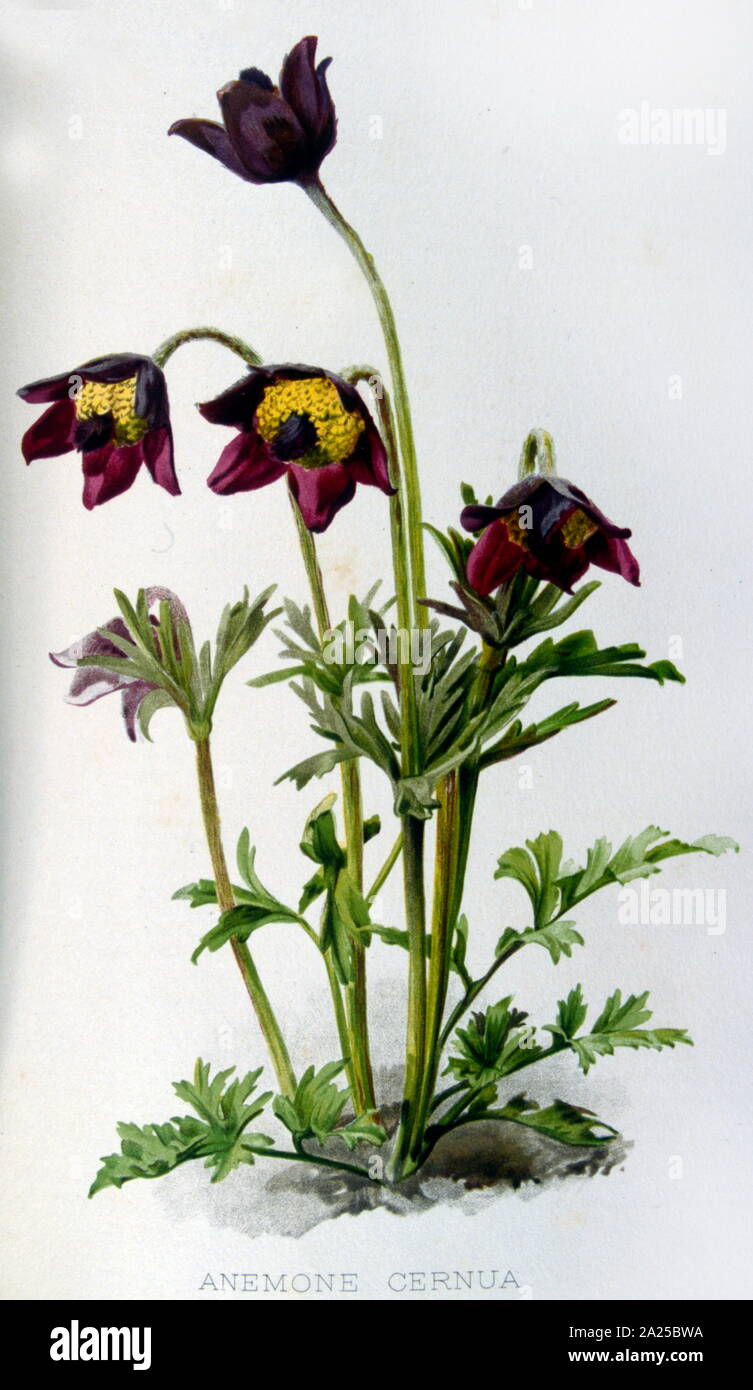 Französische botanischen Abbildung einer Anemone, 19. Jahrhundert Stockfoto