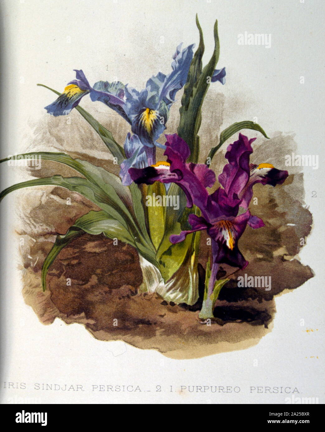 Anlage, Abbildung von 'Flora und Sylva" von W. Robinson, London. 1904 Stockfoto