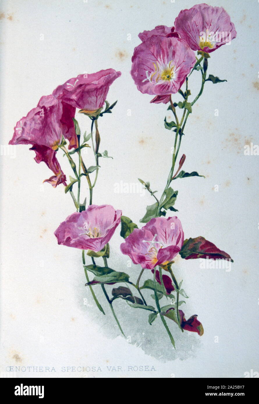 Anlage, Abbildung von 'Flora und Sylva" von W. Robinson, London. 1904 Stockfoto