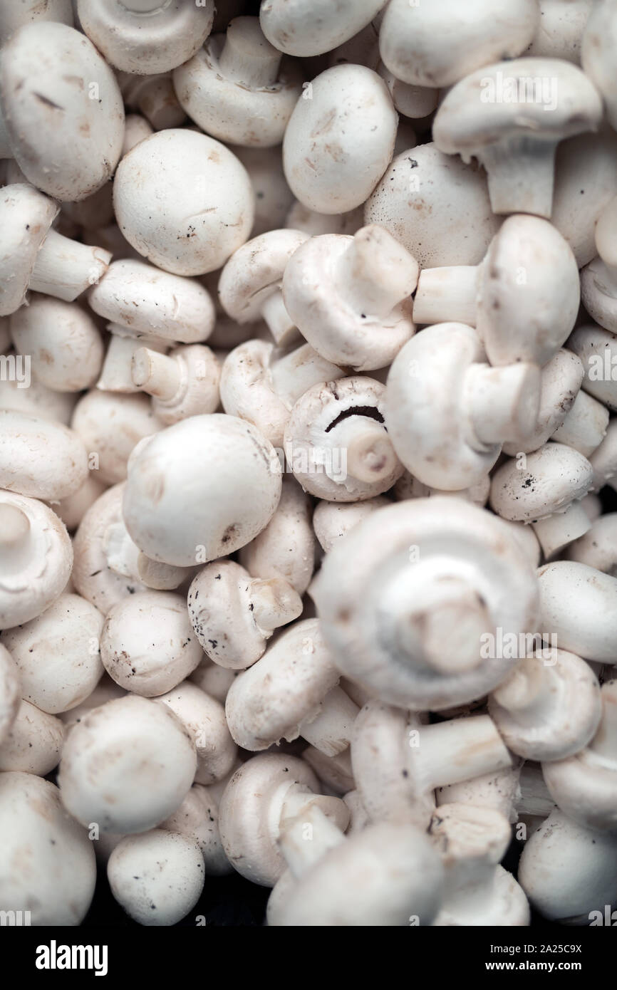Frisch organische Pilze Hintergrund geerntet. Essbare Pilze Stockfoto