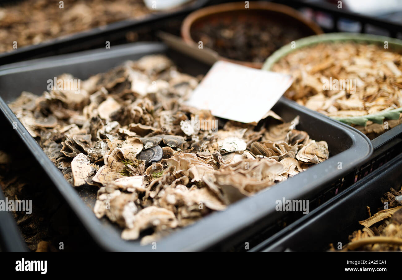 Frisch organische Pilze Hintergrund geerntet. Essbare Pilze Stockfoto