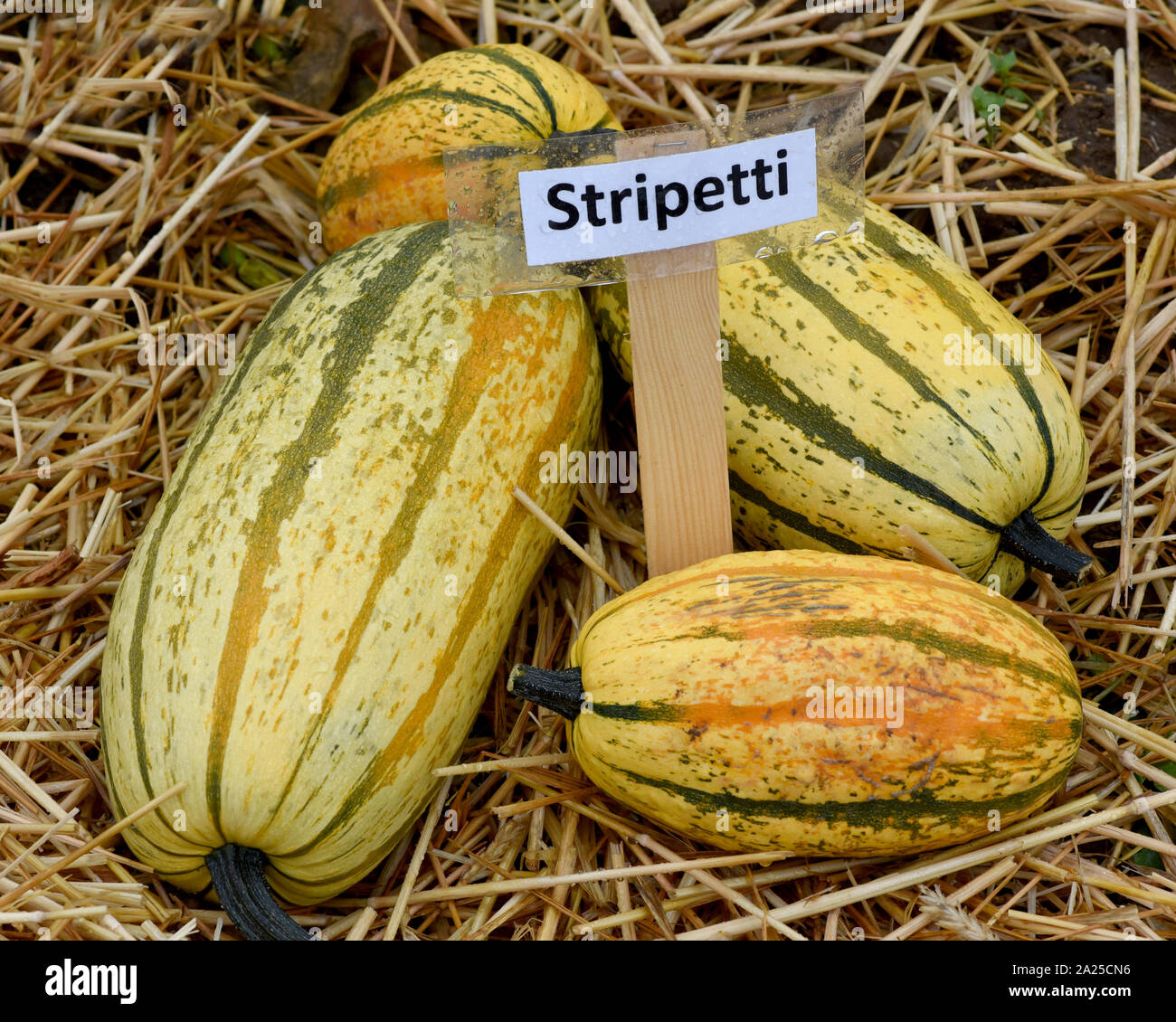 Stripetti, ist ein Speisekuerbis und eine schoene attraktive Gartenfrucht. Stripetti, ist ein essbarer Kürbis und einem schönen Garten Obst. Stockfoto