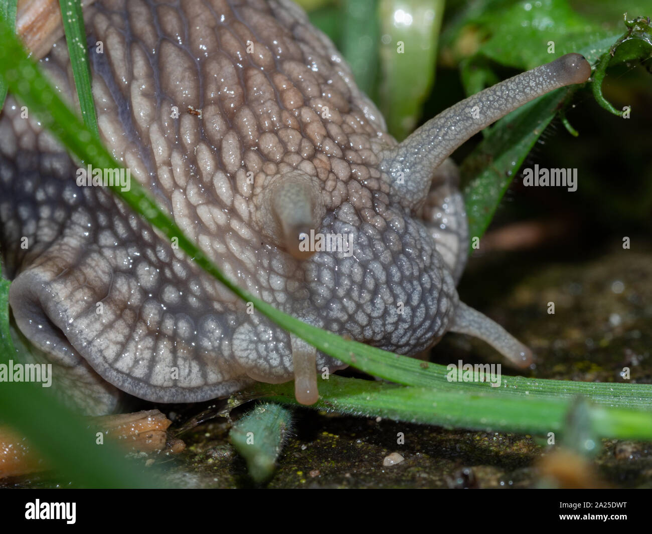 Weinbergschnecke im Gras Stockfoto