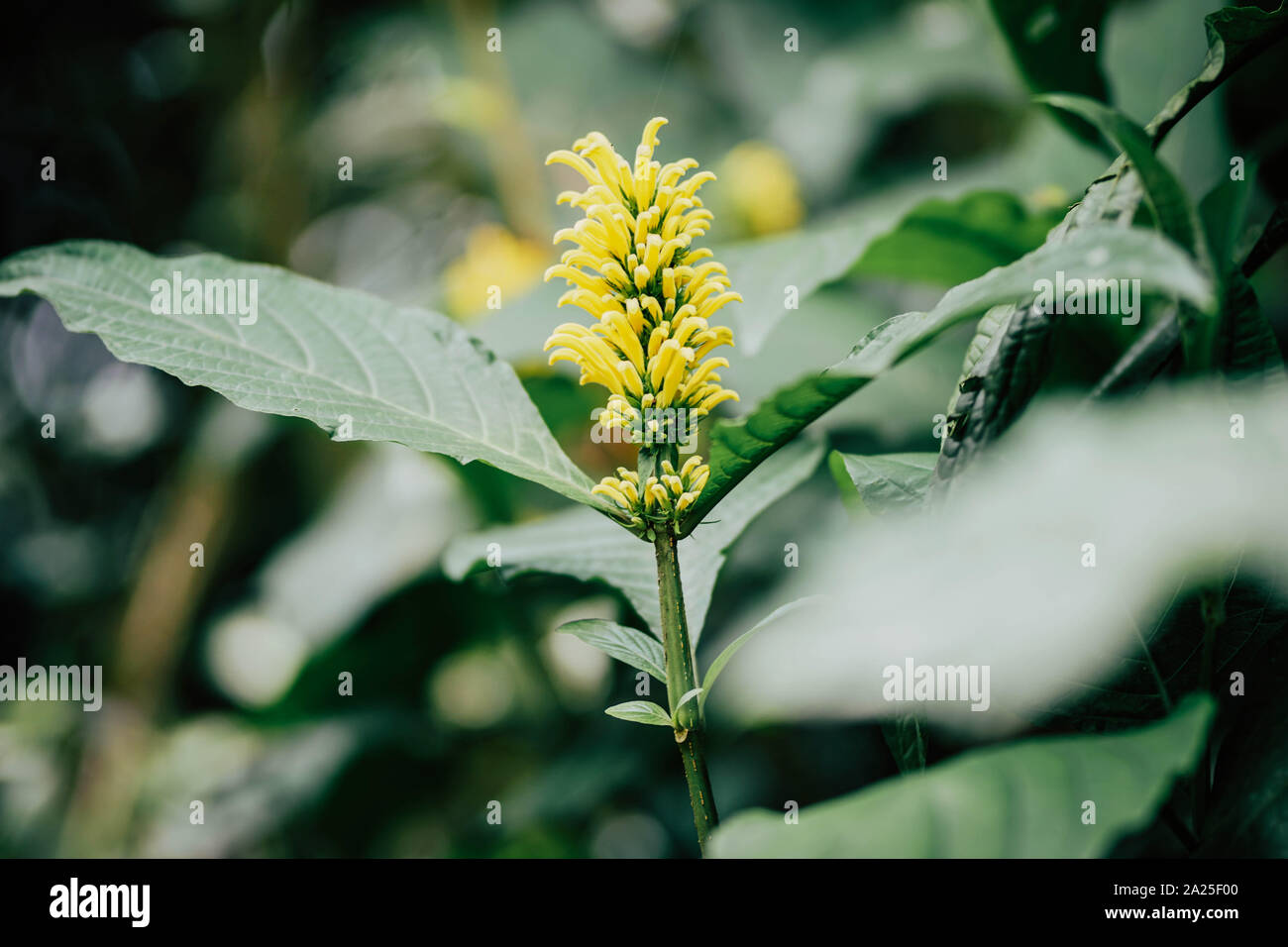 Wilde gelbe Blume grün Blätter Hintergrund Stockfoto