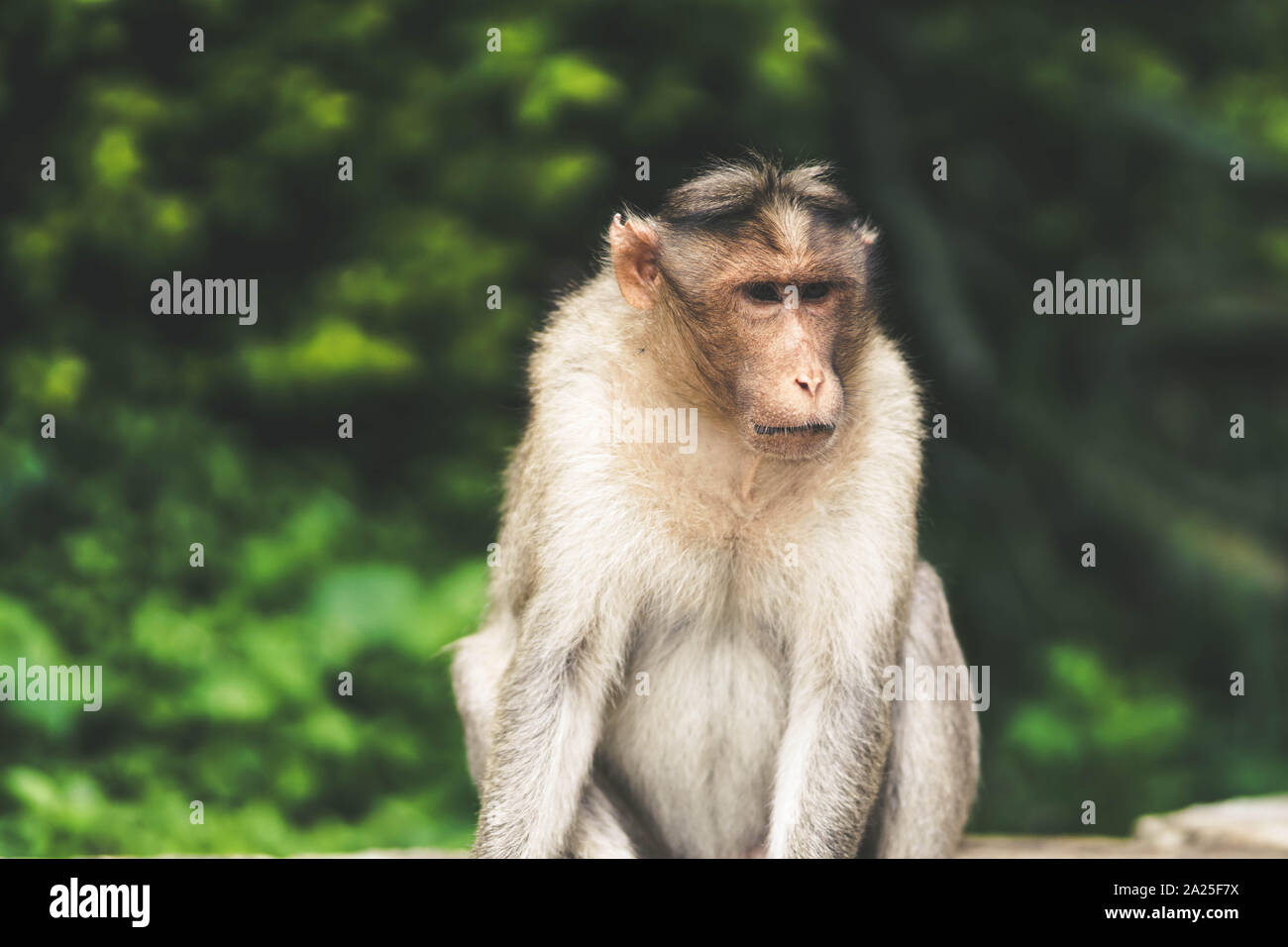 Affe im Wald sitzen Stockfoto