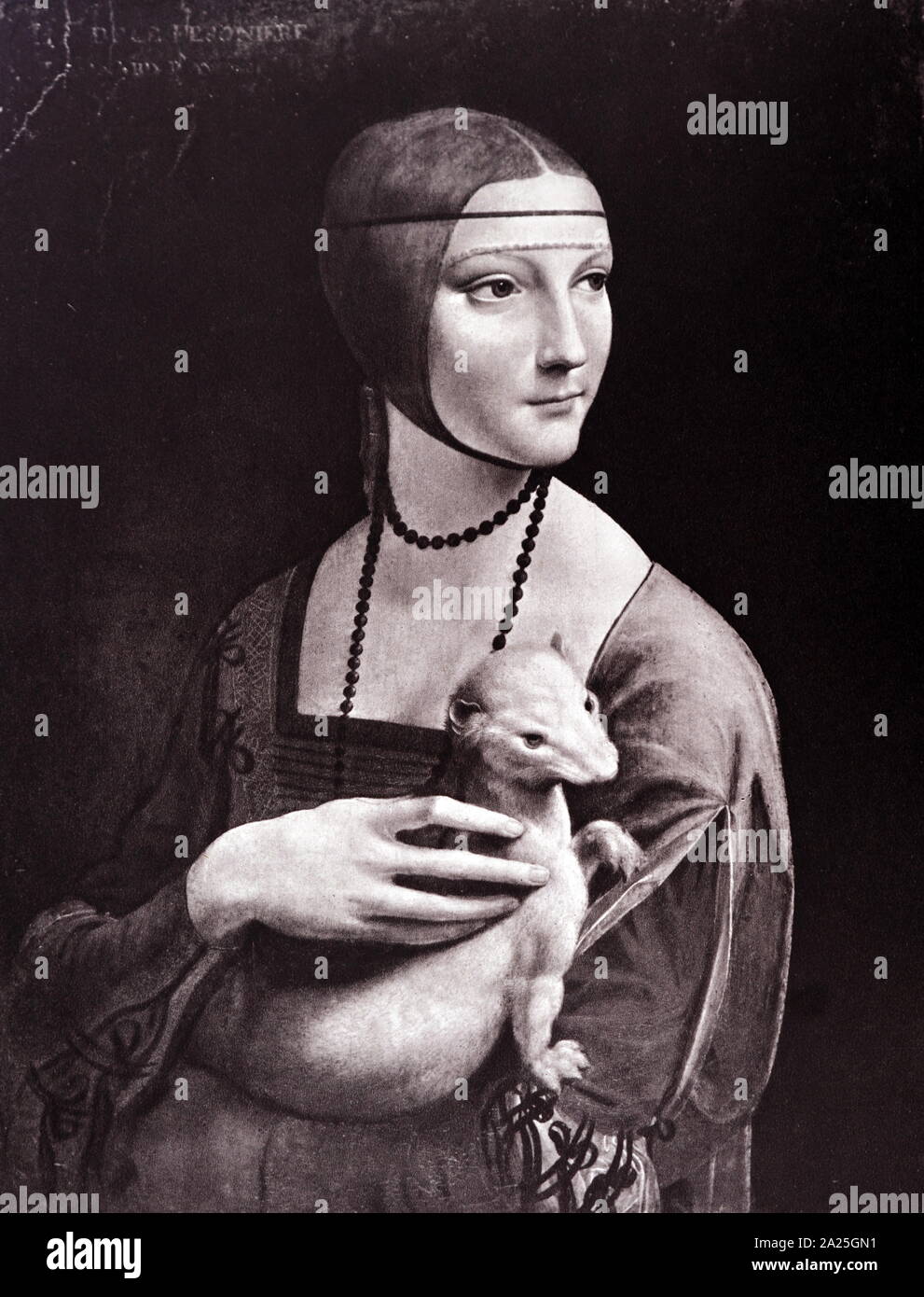 Bildnis einer Dame mit Hermelin von Leonardo da Vinci. Leonardo di ser Piero da Vinci (1452-1519), einem italienischen Universalgelehrten der Renaissance. Stockfoto