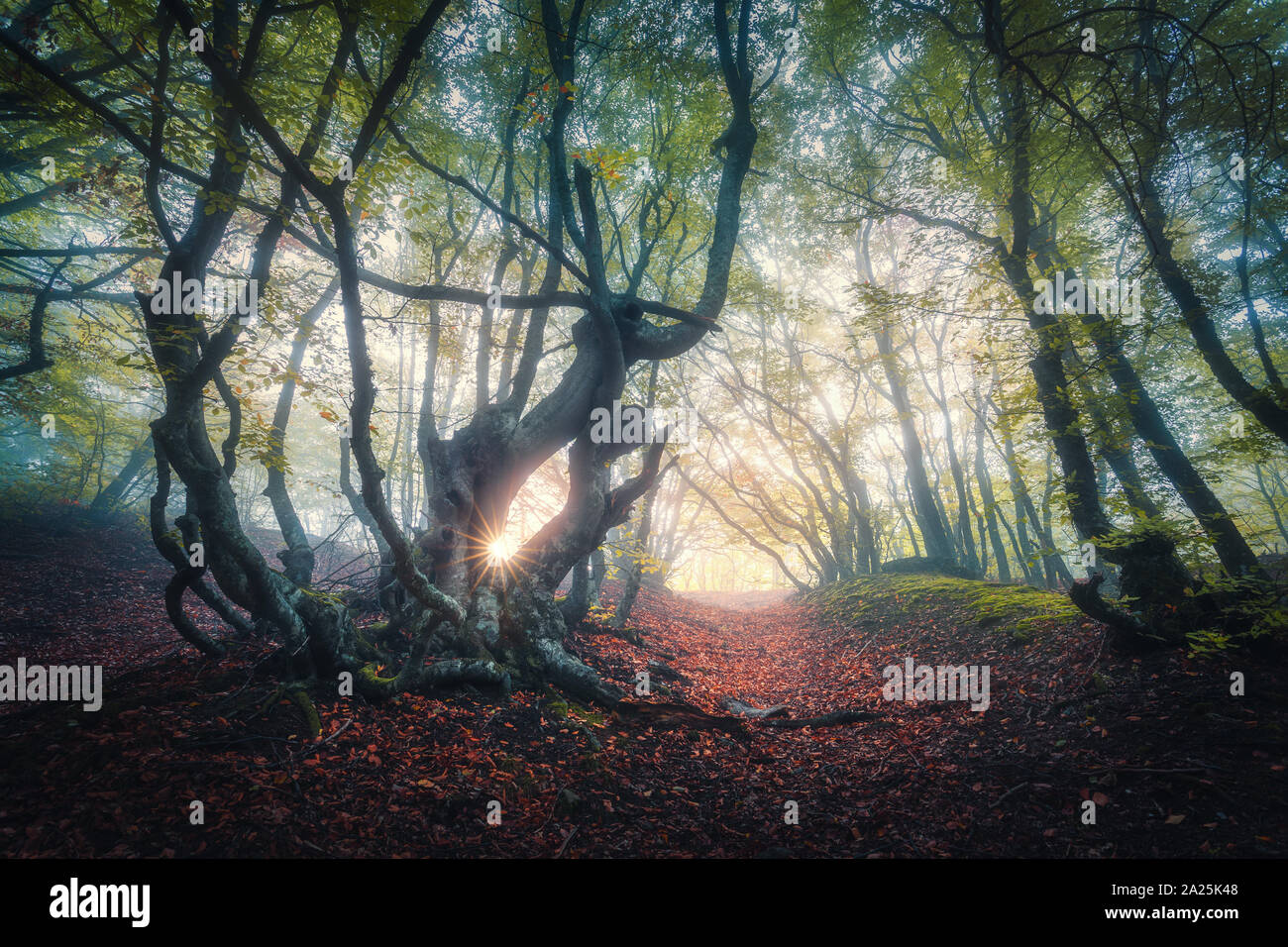 Wald im Nebel im Herbst bei Sonnenaufgang. Magische Bäume mit Sonnenstrahlen Stockfoto