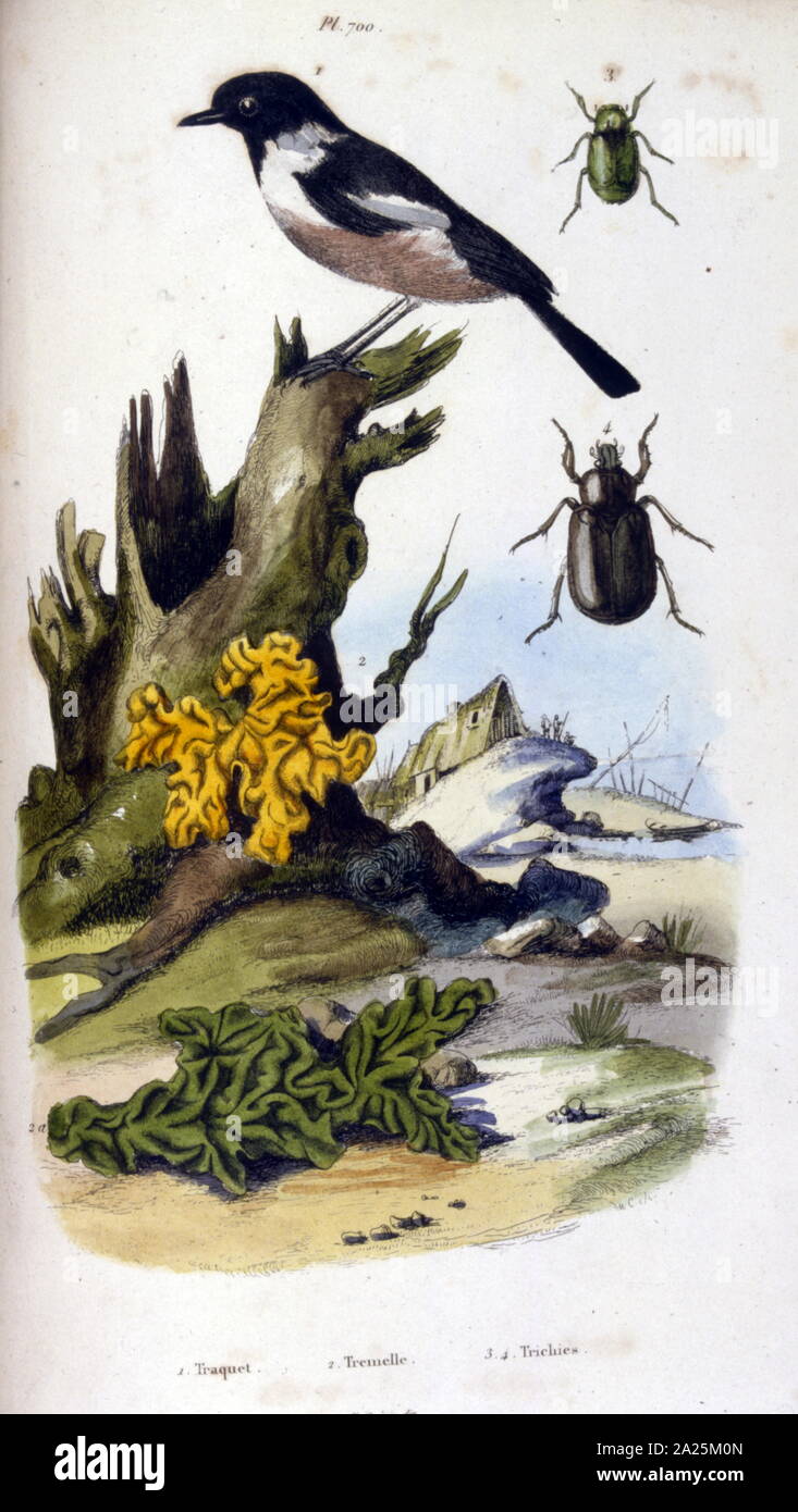 Botanische und zoologische Illustration von F.E. Guérin. Von Wörterbuch pittoresque d'histoire naturelle et des phénomènes de la Nature - 1833/1834 Stockfoto