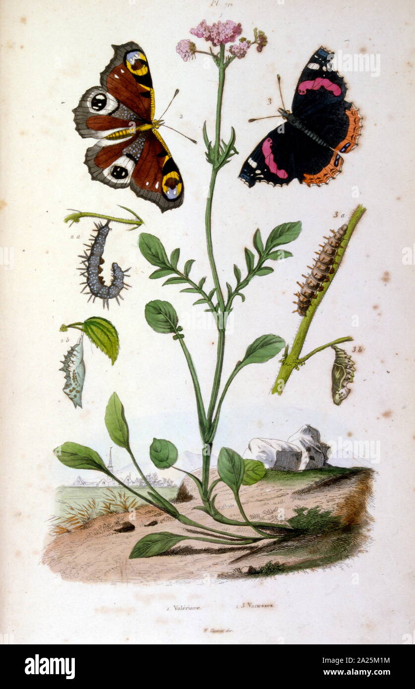 Botanische und zoologische Illustration von F.E. Guérin. Von Wörterbuch pittoresque d'histoire naturelle et des phénomènes de la Nature - 1833/1834 Stockfoto