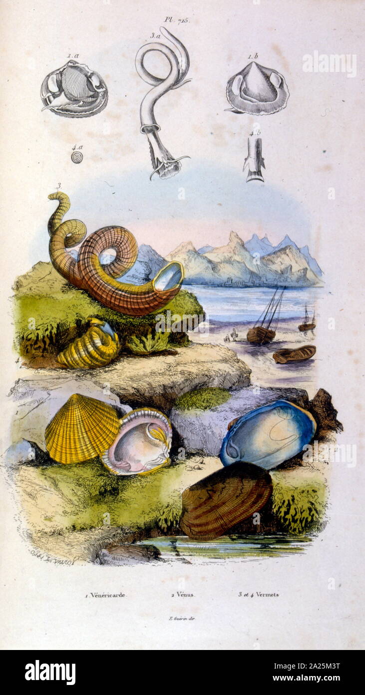 Botanische und zoologische Illustration von F.E. Guérin. Von Wörterbuch pittoresque d'histoire naturelle et des phénomènes de la Nature - 1833/1834 Stockfoto