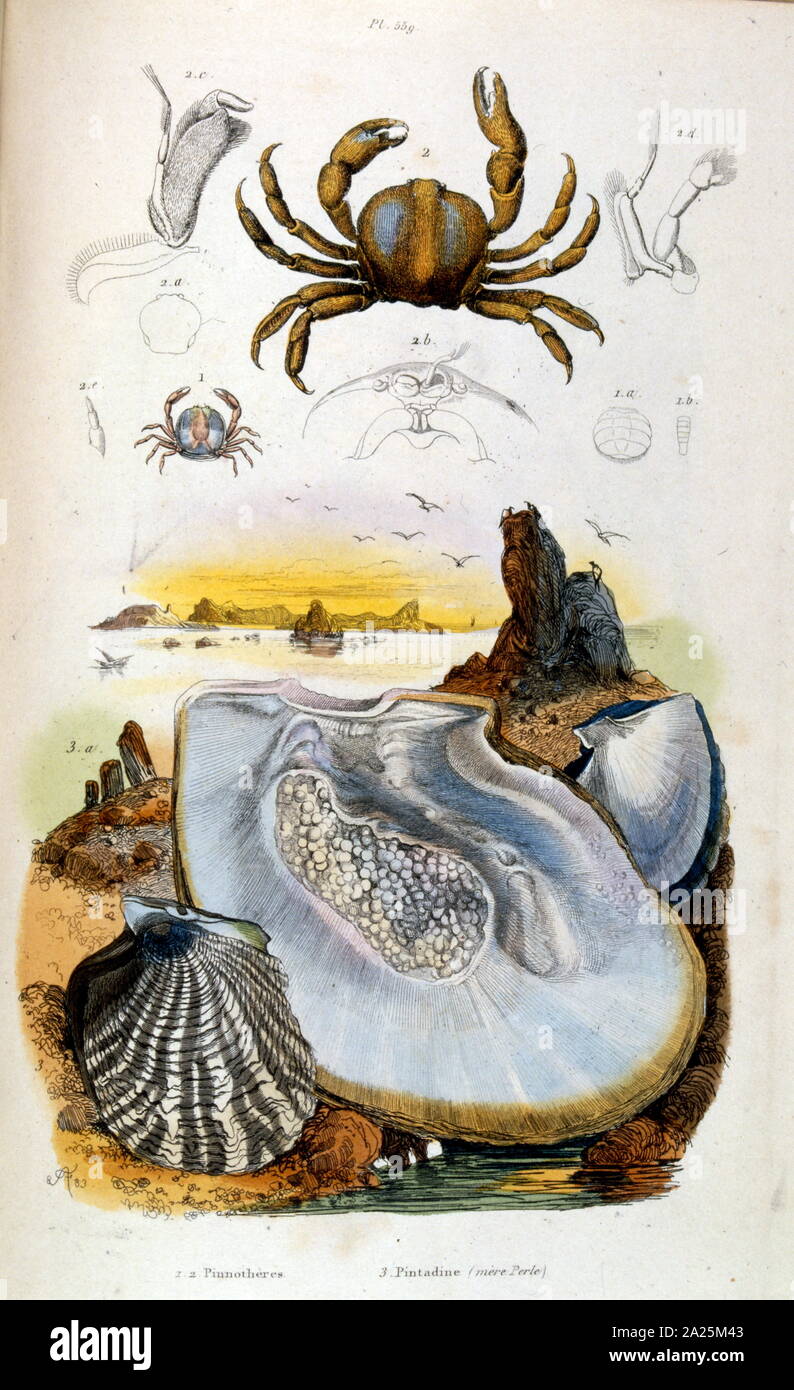 Botanische und zoologische Illustration von F.E. Guérin. Von Wörterbuch pittoresque d'histoire naturelle et des phénomènes de la Nature - 1833/1834 Stockfoto