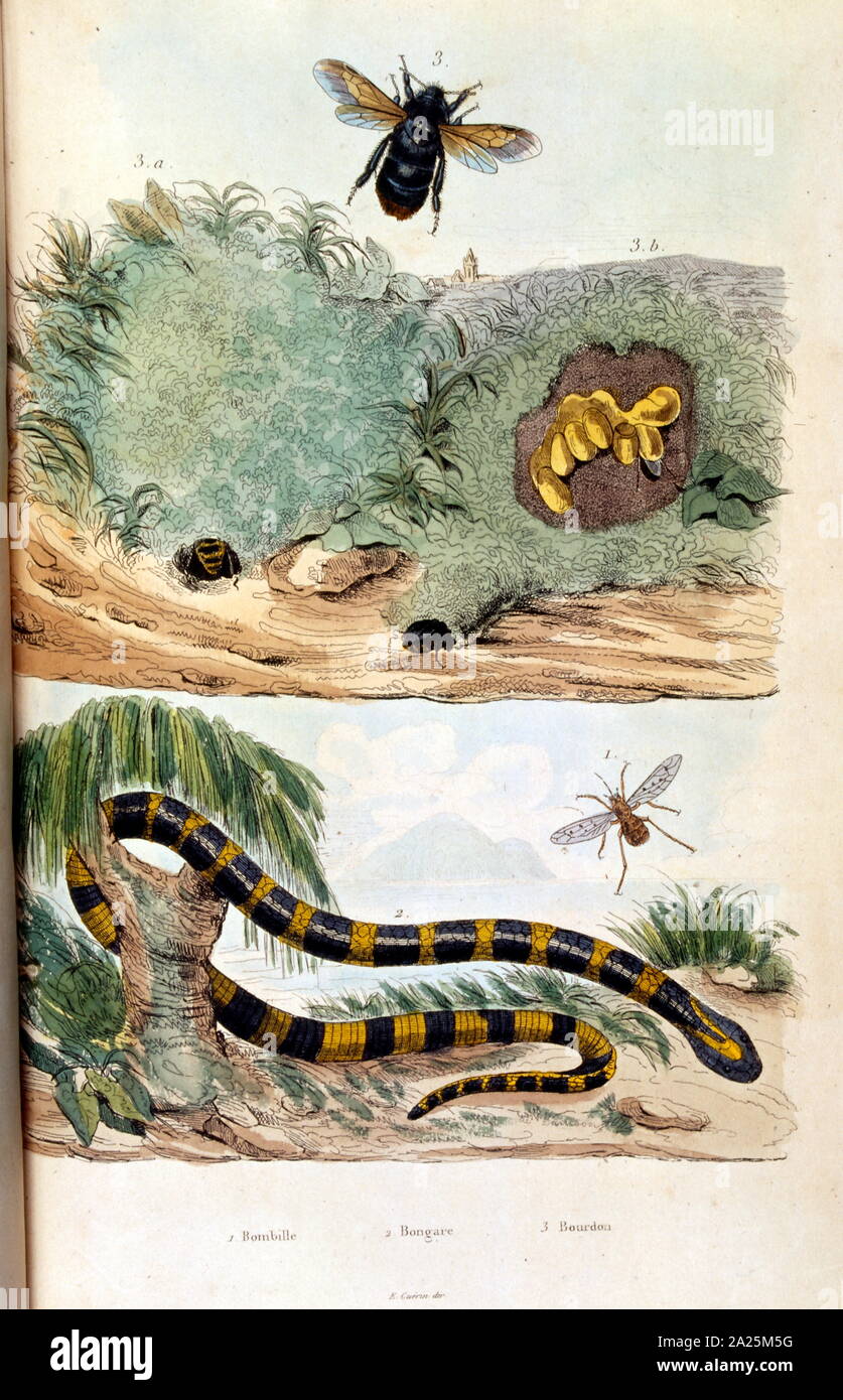 Botanische und zoologische Illustration von F.E. Guérin. Von Wörterbuch pittoresque d'histoire naturelle et des phénomènes de la Nature - 1833/1834 Stockfoto