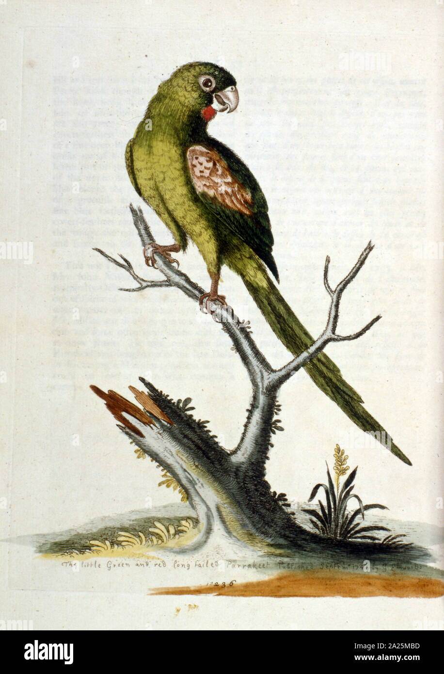Aquarell Bild aus einem Buch von seltenen Vögeln durch G Edwards 1750. George Edwards (1694-1773) war ein britischer Naturforscher und Ornithologen. Er unternahm ausgedehnte Reisen durch Europa, Studium der Naturgeschichte und Vögel im Besonderen. Er gewann etwas Anerkennung für seine farbigen Zeichnungen, und veröffentlichte seine erste Arbeit, die im Jahre 1743 - der erste Band einer natürlichen Geschichte der gelegentlich Vögel. Stockfoto