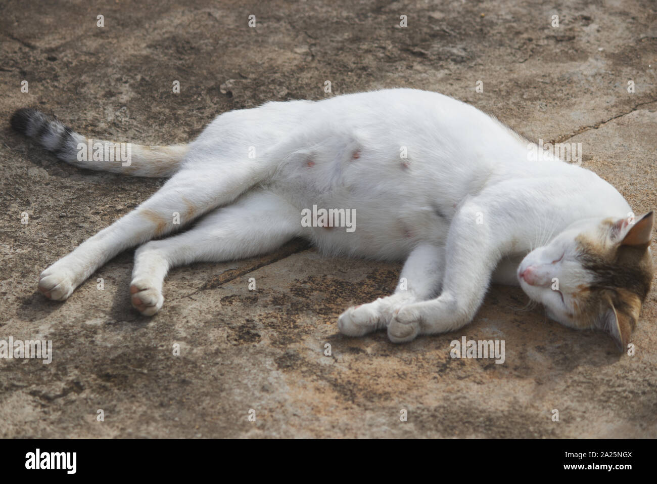 Gesunde schwangere Katze schlafen Stockfoto