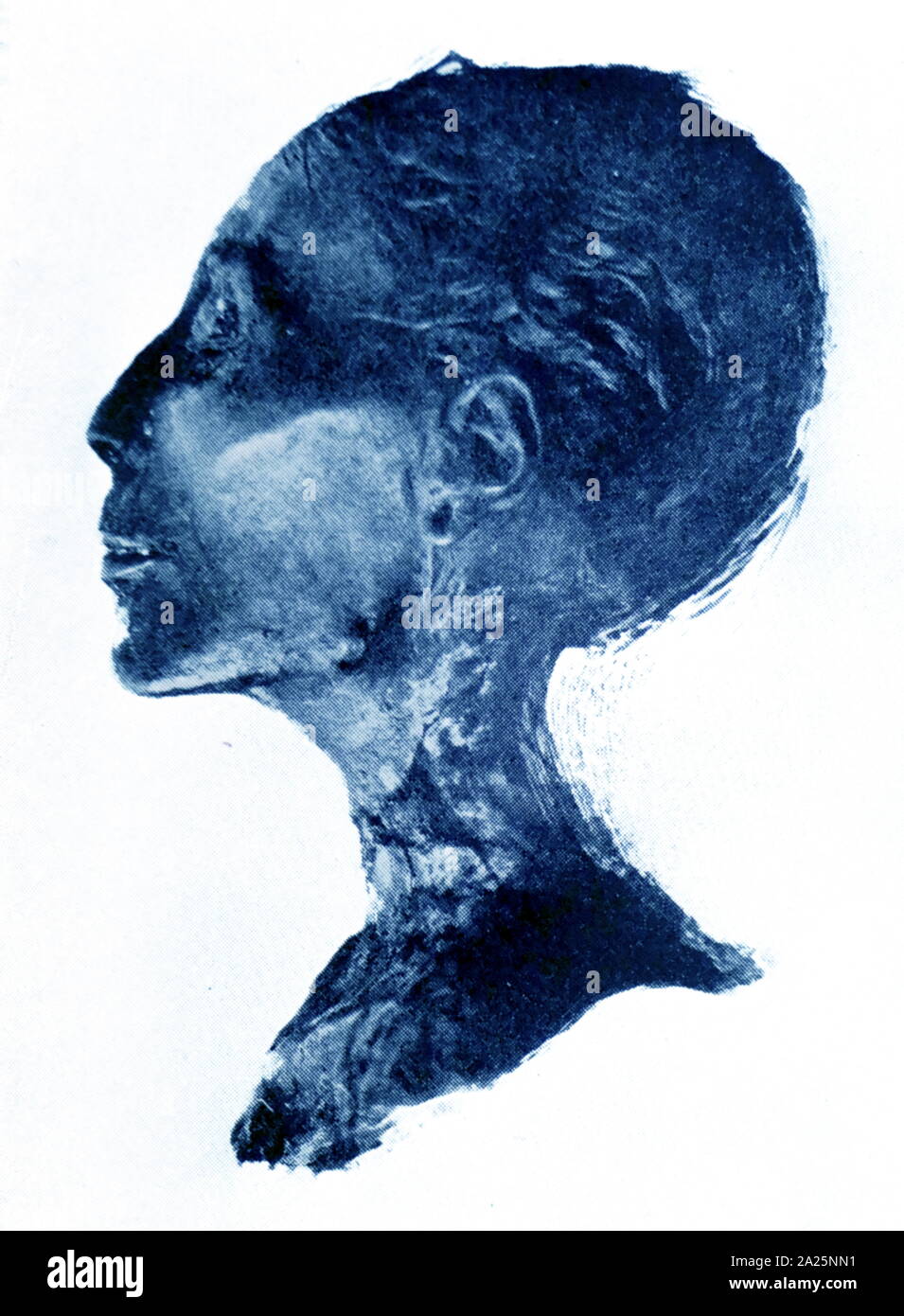 Der mumifizierte Kopf von Thutmosis IV. Stockfoto