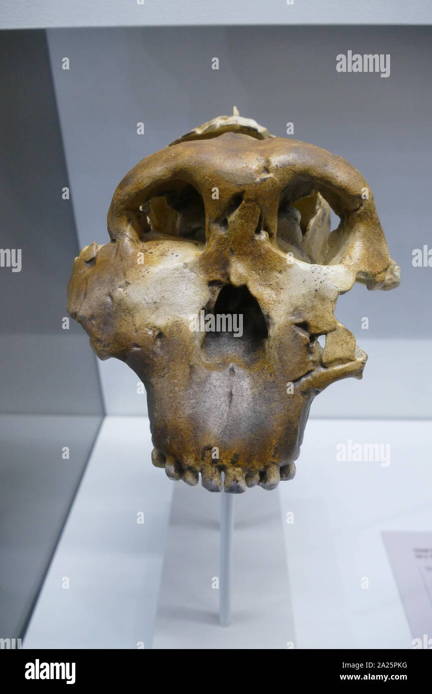 Paranthropus Boisei oder Australopithecus boisei, einem frühen Homininen, beschrieben als der größte der Gattung Paranthropus (robusten australopithecinen). Er lebte in Ostafrika während des Pleistozän von etwa 2,4 bis 1,4 Millionen Jahren. Zuerst entdeckt, durch die Anthropologin Mary Leakey am 17 Juli, 1959, an der Olduvai Schlucht, Tansania, die gut erhaltene Schädel (Spitzname "Nussknacker") war mit 1,75 Millionen Jahren datiert und hatte markante Merkmale des robusten australopithecinen 3] Stockfoto
