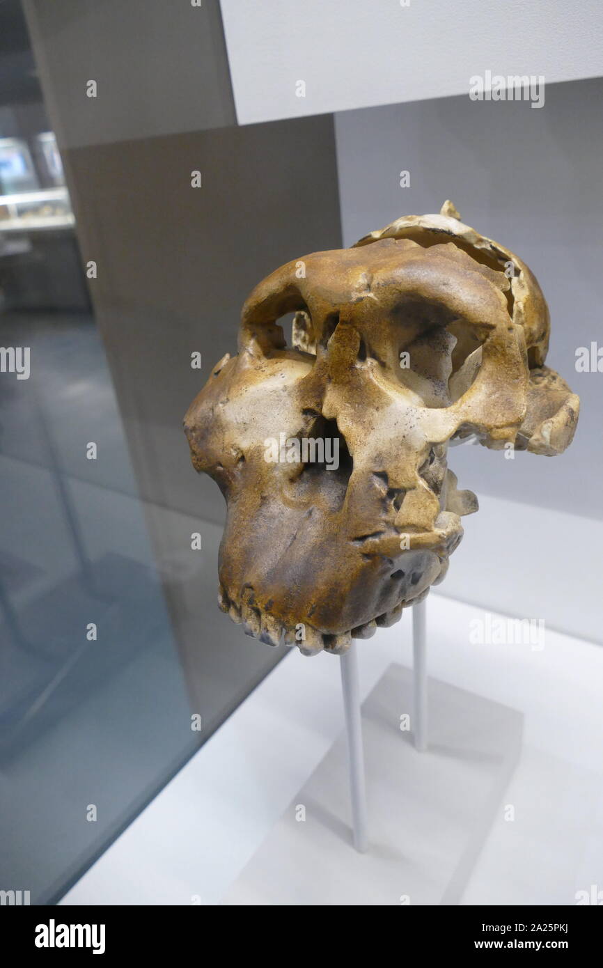 Paranthropus Boisei oder Australopithecus boisei, einem frühen Homininen, beschrieben als der größte der Gattung Paranthropus (robusten australopithecinen). Er lebte in Ostafrika während des Pleistozän von etwa 2,4 bis 1,4 Millionen Jahren. Zuerst entdeckt, durch die Anthropologin Mary Leakey am 17 Juli, 1959, an der Olduvai Schlucht, Tansania, die gut erhaltene Schädel (Spitzname "Nussknacker") war mit 1,75 Millionen Jahren datiert und hatte markante Merkmale des robusten australopithecinen 3] Stockfoto