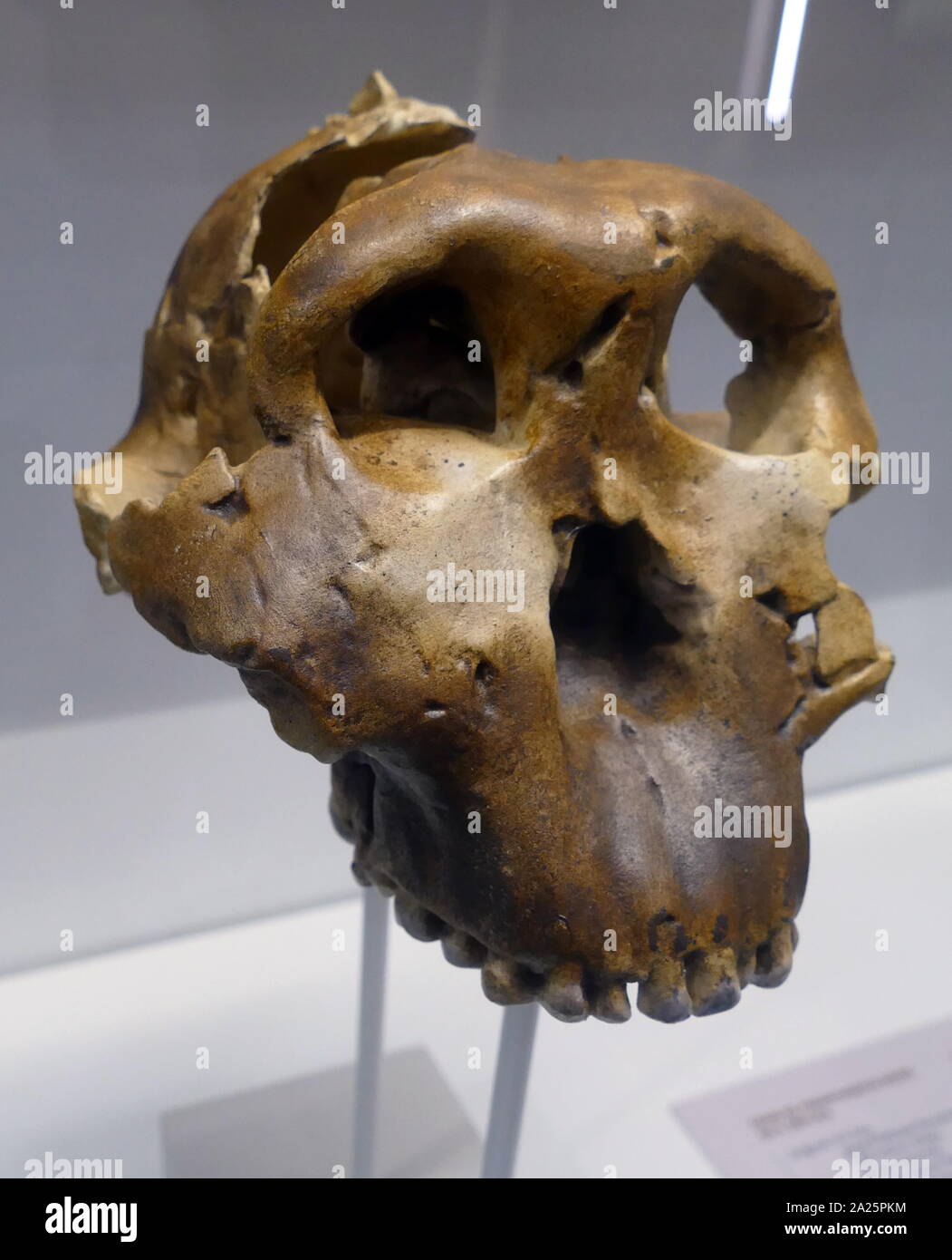 Paranthropus Boisei oder Australopithecus boisei, einem frühen Homininen, beschrieben als der größte der Gattung Paranthropus (robusten australopithecinen). Er lebte in Ostafrika während des Pleistozän von etwa 2,4 bis 1,4 Millionen Jahren. Zuerst entdeckt, durch die Anthropologin Mary Leakey am 17 Juli, 1959, an der Olduvai Schlucht, Tansania, die gut erhaltene Schädel (Spitzname "Nussknacker") war mit 1,75 Millionen Jahren datiert und hatte markante Merkmale des robusten australopithecinen 3] Stockfoto