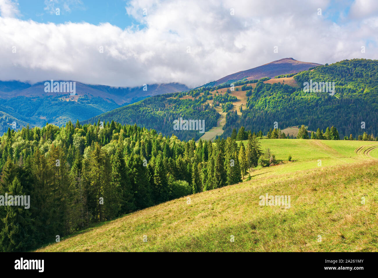 Gras Wiese am Hang. Nadelwald auf einem Hügel. borschawa Bergrücken in der Entfernung unter einem bewölkten Himmel. wunderbar sonniger weath Stockfoto