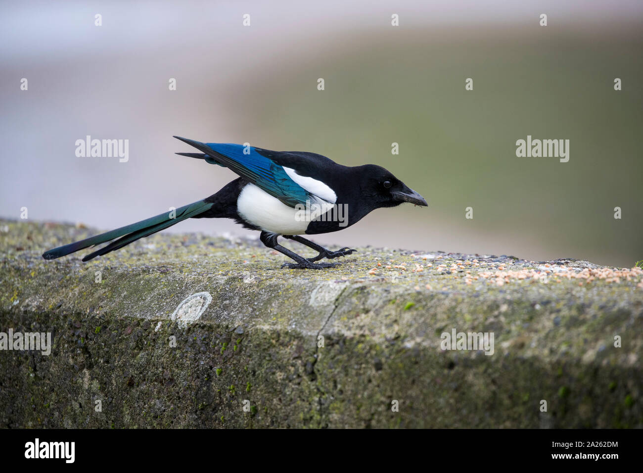 Elster, Pica Pica, Cornwall, UK Stockfoto