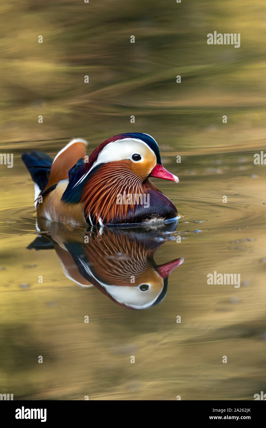 Mandarin Duck; Aix galericulata; Drake; Devon, Großbritannien Stockfoto