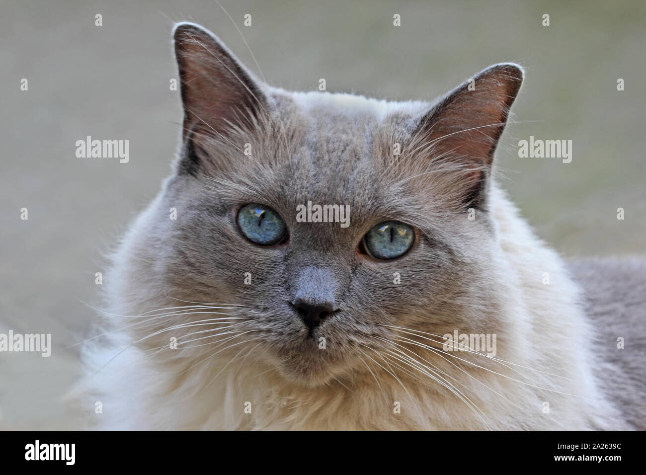Rag Doll cat Stockfoto