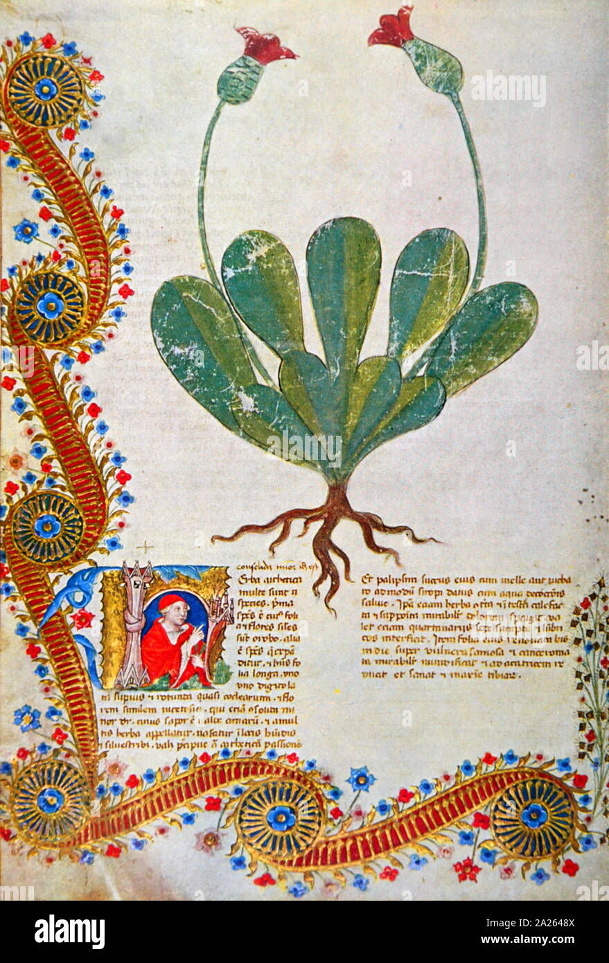 Manuskript, BC Frau 459 Historia plantarum, Folio; 1395-1400, aus der Lombardei, Italien, Biblioteca Casanatense. Stockfoto