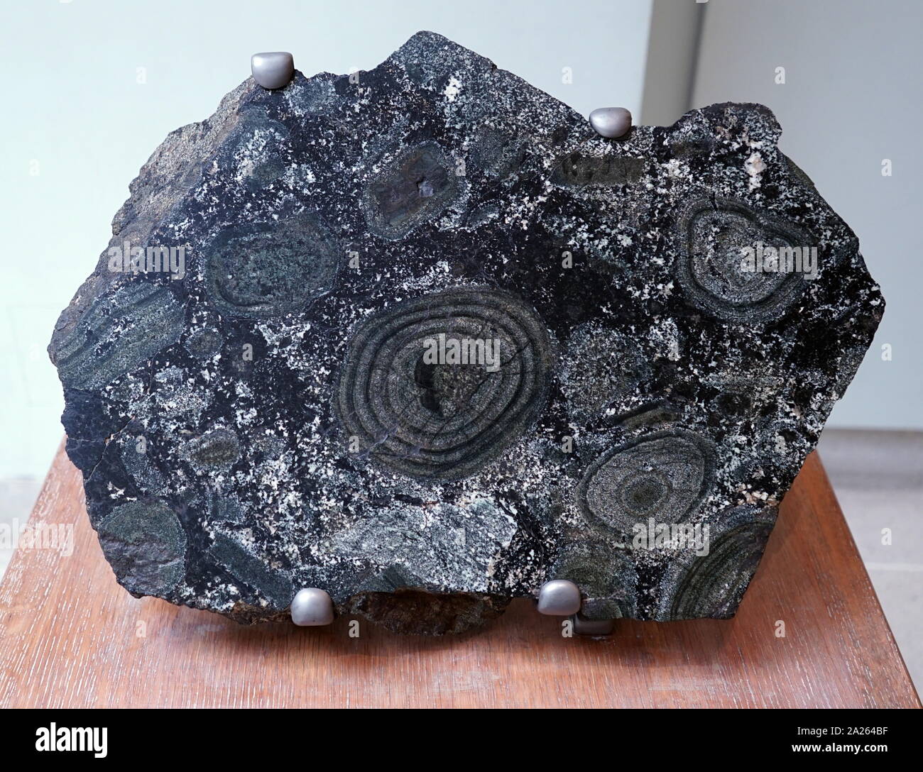 Orbicular rock Alderney, Channel Islands. Orbicular Granit (Orbicular Rock oder orbiculite) ist eine seltene tiefengestein Typ, die in der Regel in der Zusammensetzung granitartigen ist. Diese Felsen haben eine einzigartige Optik durch orbicules-konzentrisch Geschichteten, Sphäroguss Strukturen, wahrscheinlich durch Keimbildung um ein Korn in einem kühlen Magmakammer gebildet. Stockfoto