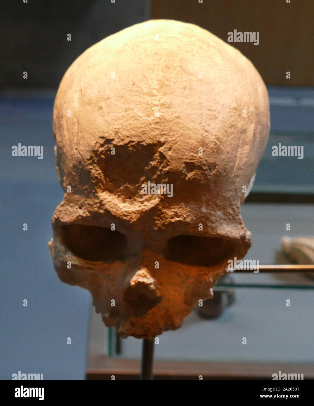 Homo sapiens Schädel Cro-Magnon, Frankreich, Altsteinzeit superior (30.000 v. Chr.) Stockfoto
