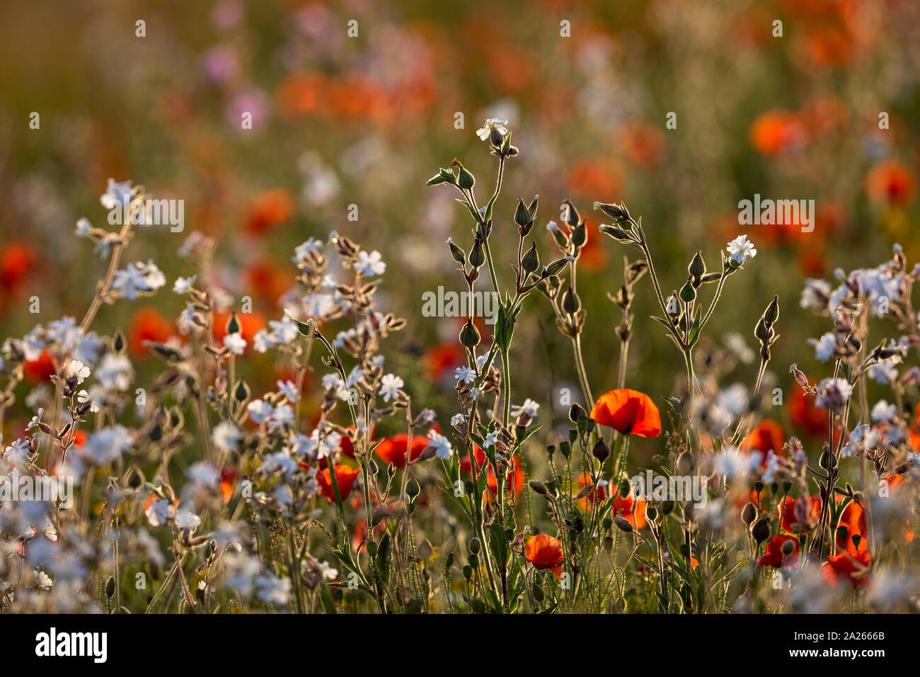 Weiß Campion und Mohn; Cornwall, UK Stockfoto