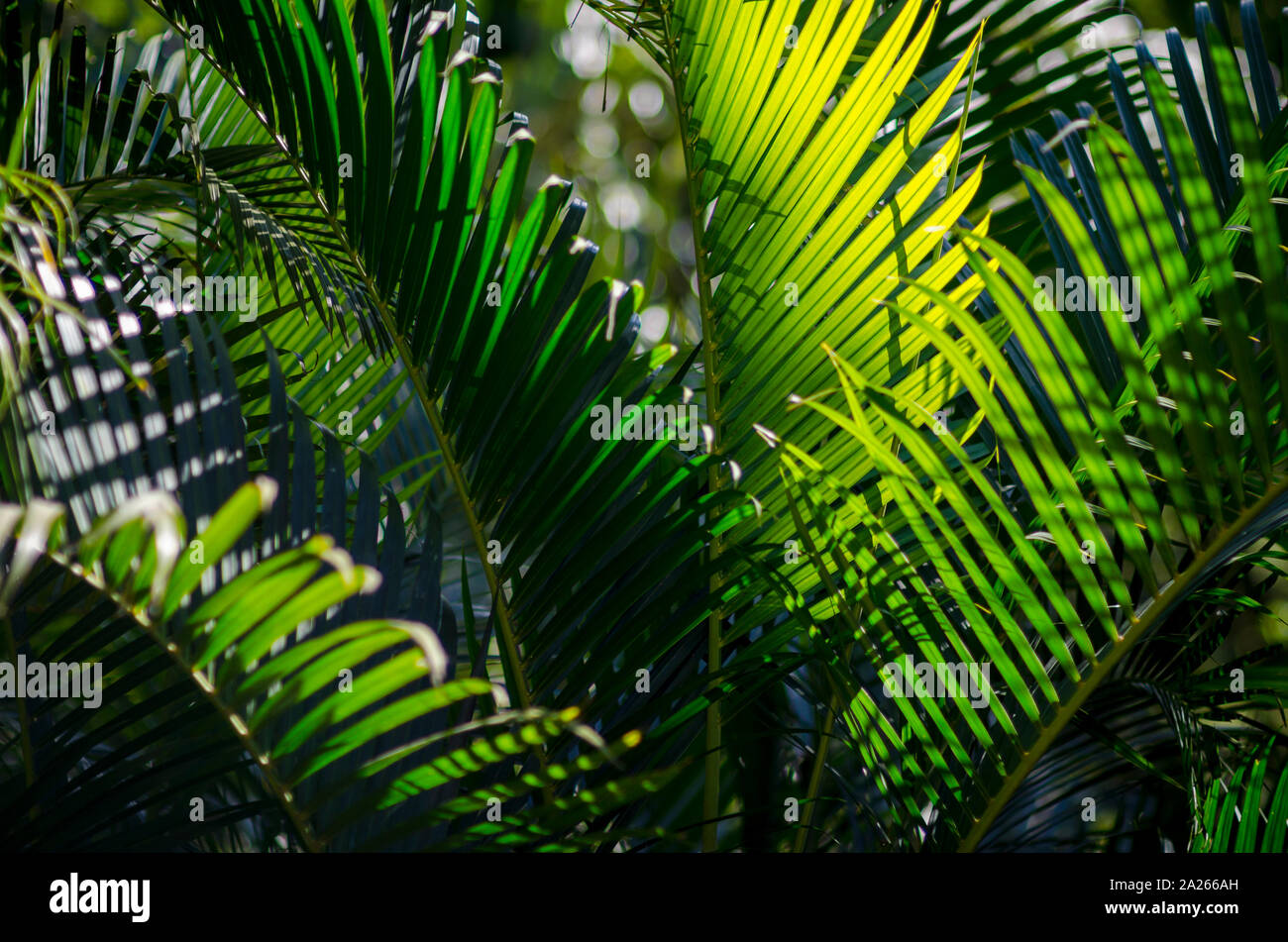Dunkel und Moody tropischen Hintergrund der grünen Wedel der Palme pflanzen Hintergrundbeleuchtung durch goldenes Sonnenlicht Stockfoto