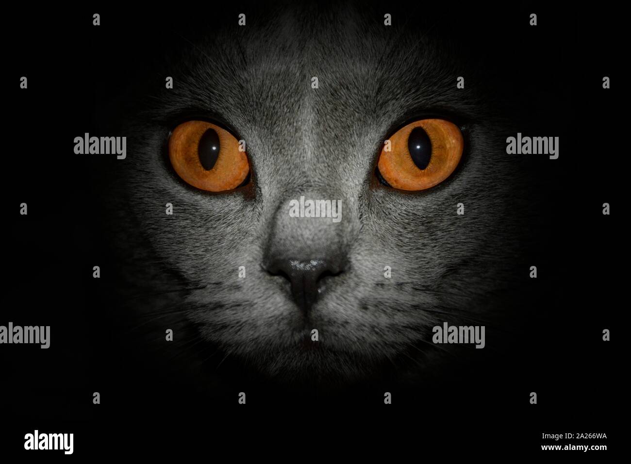 Gelbe Augen eines Kartäuser Katze, close-up mit dunklen Umrisse Stockfoto