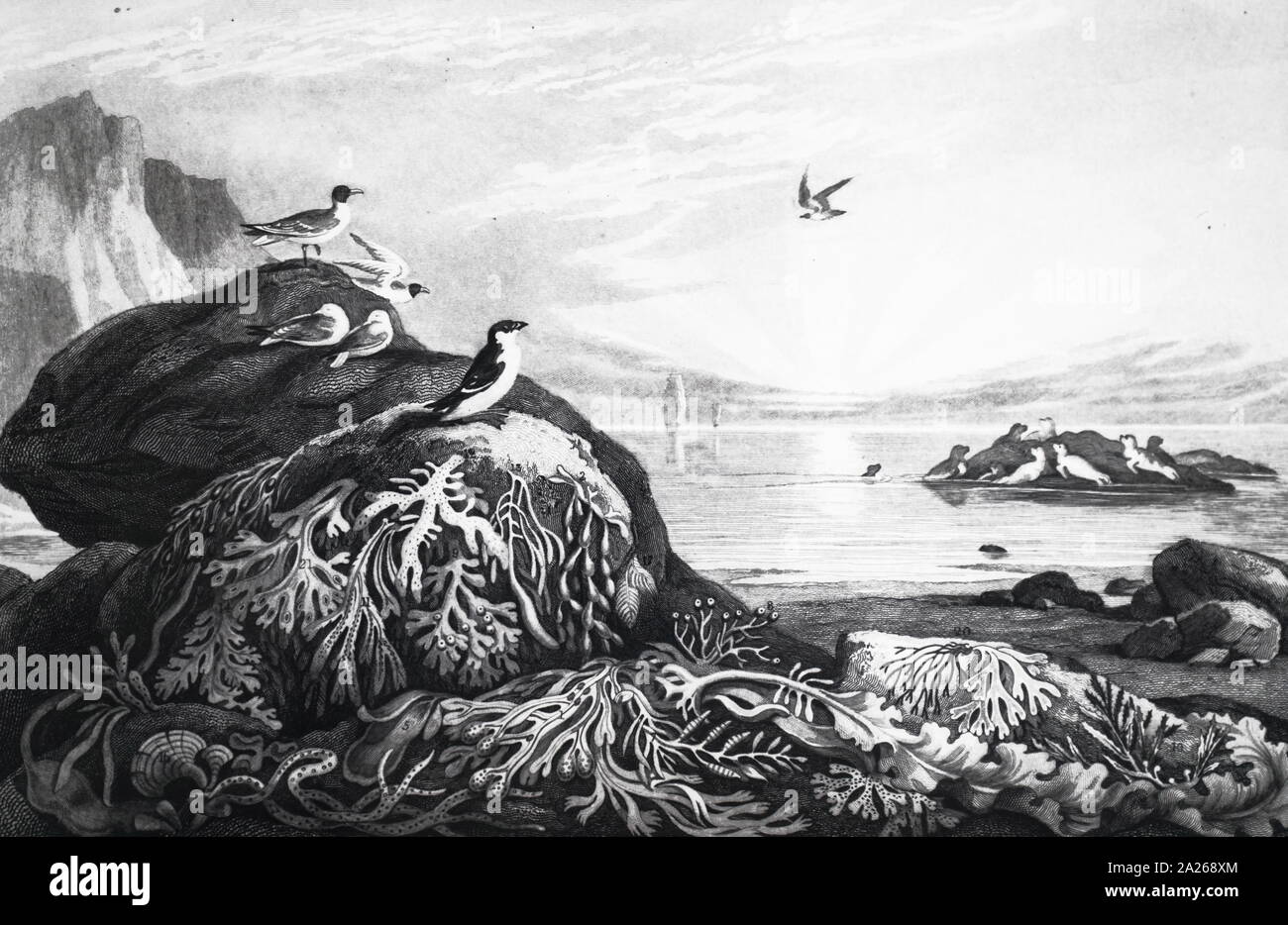 Ein kupferstich mit der Darstellung eines Ufer mit Algen: 1860 Stockfoto