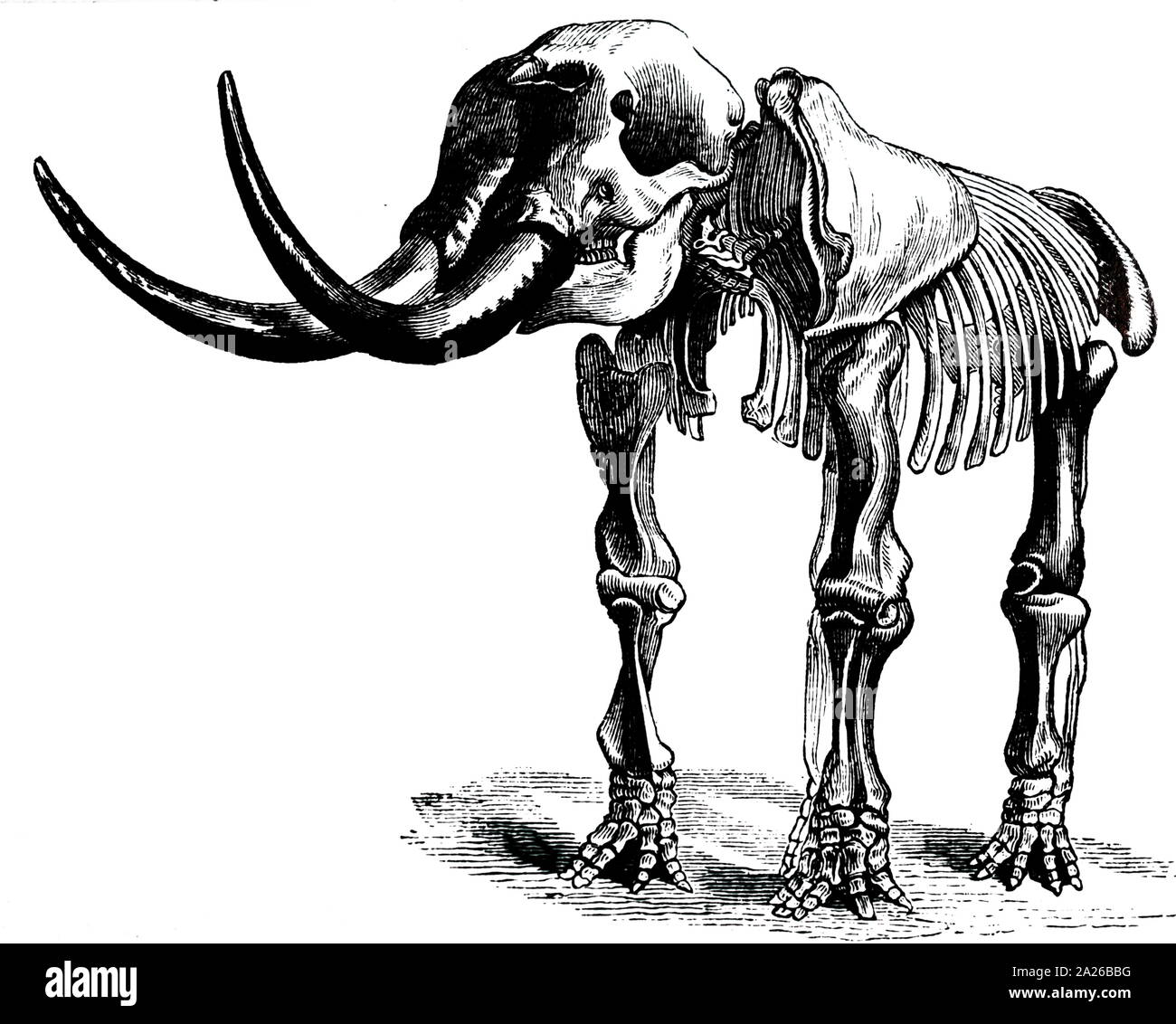 Ein kupferstich mit der Darstellung der restaurierten Skelett einer Mastodon. Die mastodone sind alle Arten von Ausgestorbenen proboscideans in der Gattung Mammut, entfernt verwandte zu Elefanten, dass Nord- und Mittelamerika während der späten Miozän und Pliozän Periode bewohnt. Vom 19. Jahrhundert Stockfoto