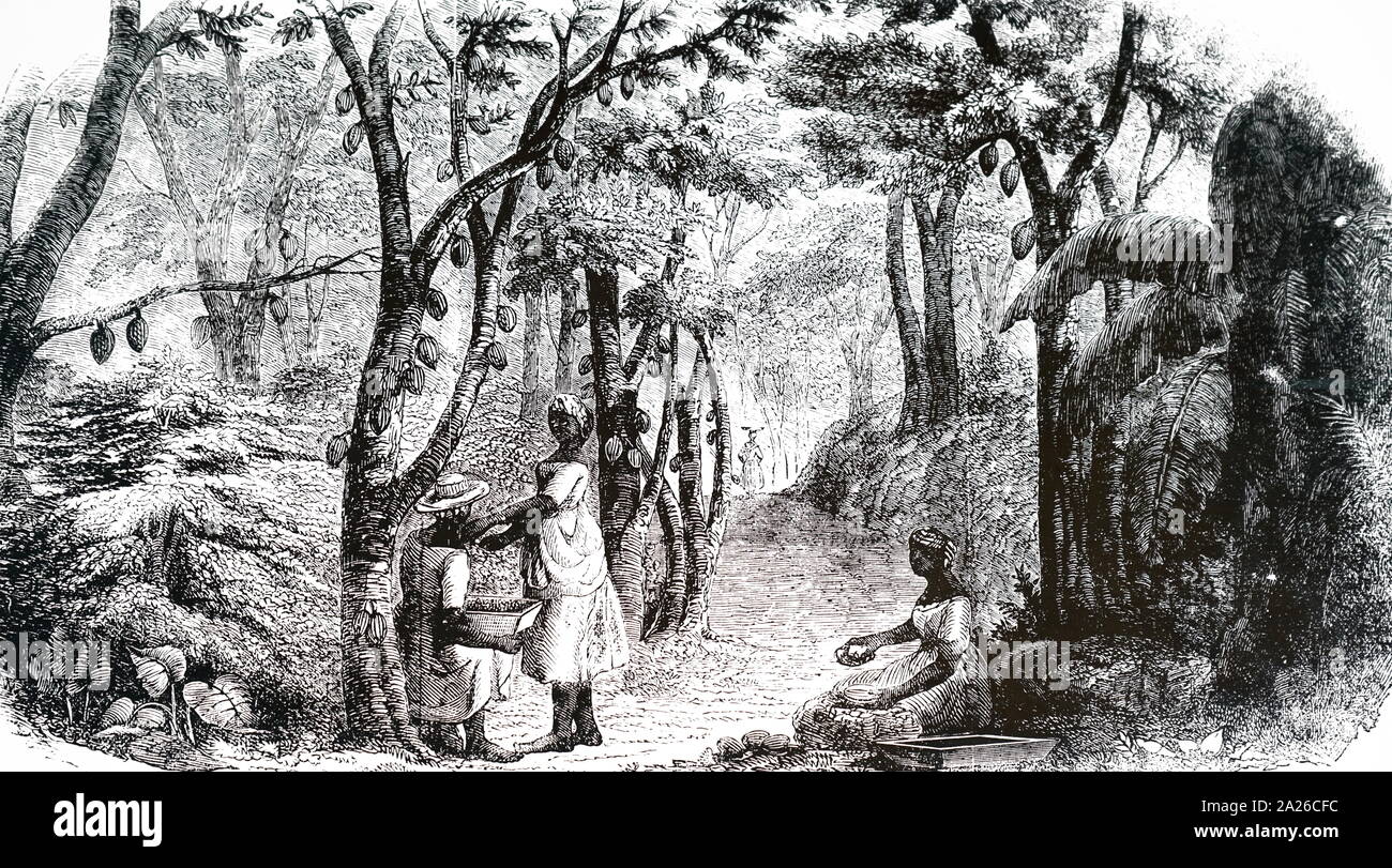 Ein kupferstich mit der Darstellung der Kakao Plantage auf der Pleasance Immobilien, Grenada. Vom 19. Jahrhundert Stockfoto