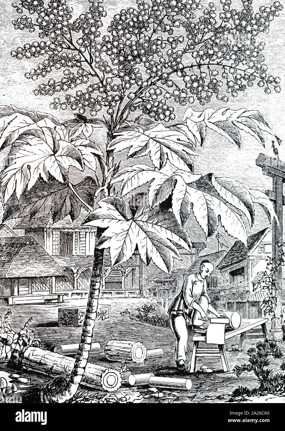 Ein kupferstich mit der Darstellung der Herstellung von reispapier in China. Die Anlage ist Aralia papyrifern aus deren Fruchtfleisch der Reis - Papier gemacht wurde. Vom 19. Jahrhundert Stockfoto