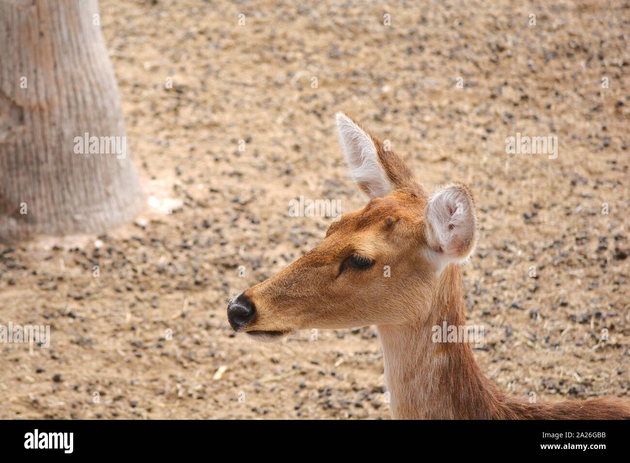 Ein rehkitz starrte Stockfoto