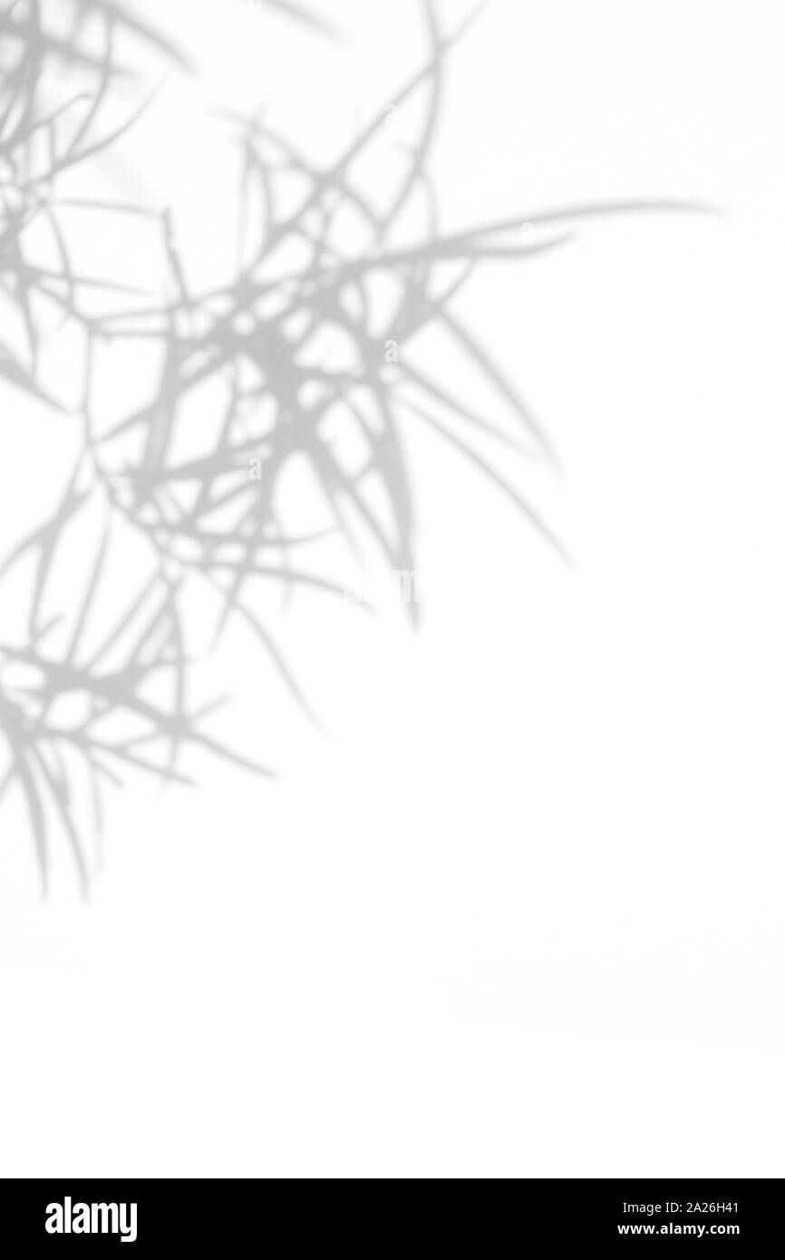 Overlay für Foto. Graue Schatten der Blätter auf eine weiße Wand. Abstrakten neutralen Charakter Konzept verschwommenen Hintergrund. Platz für Text. Stockfoto