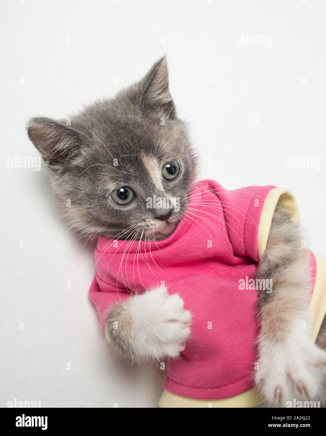 Ziemlich verspielte das Kätzchen in Scharlach Shirt auf weißem Hintergrund. Close-up Stockfoto