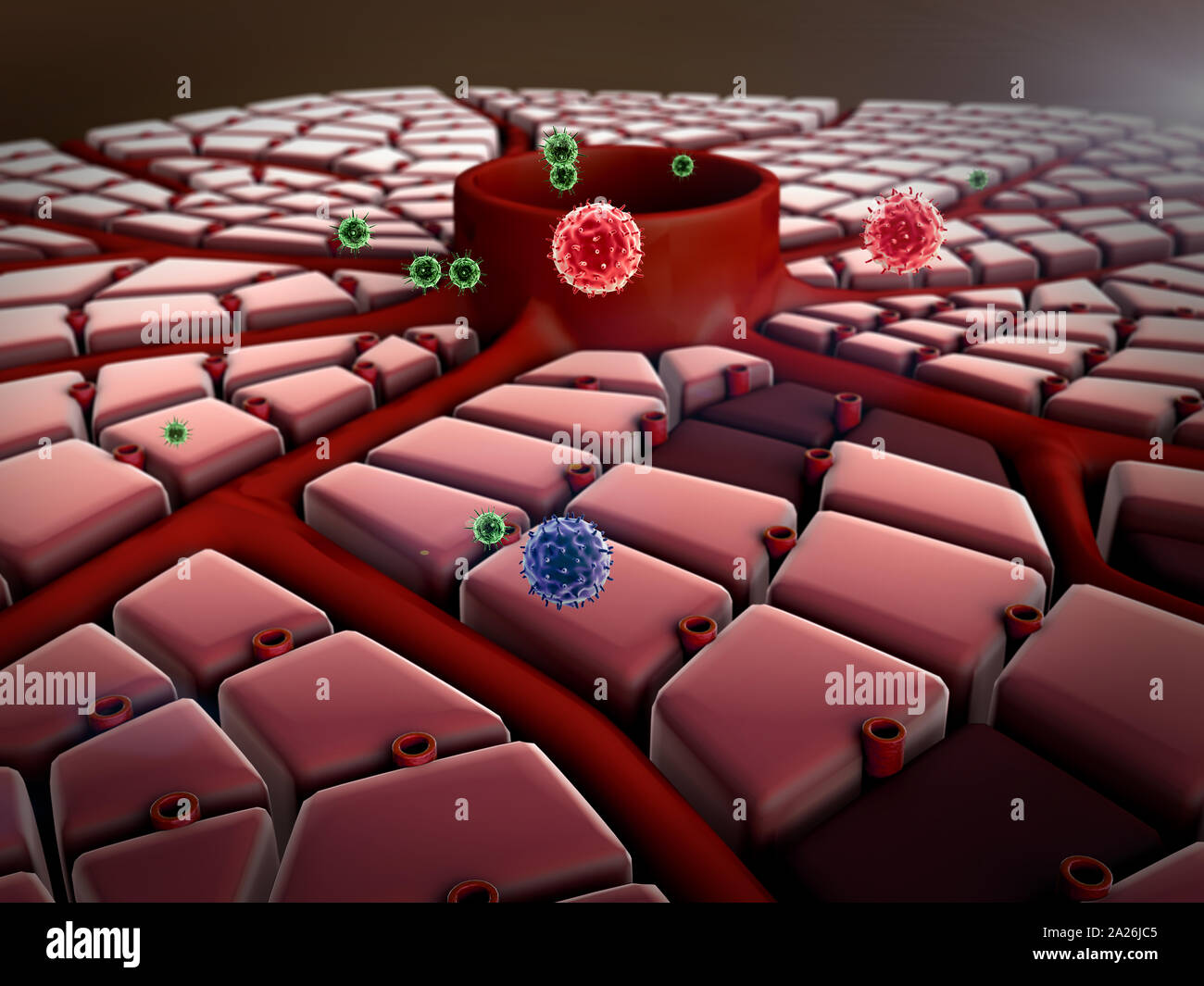 Virus dringt in die Zelle, Lebererkrankungen, Virus, das die Lungen in Angriff, der Prozess der Infektion von Zellen Stockfoto