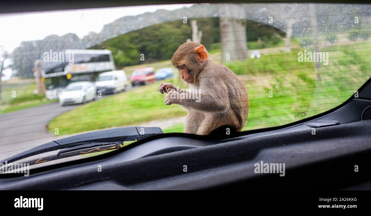 Ein Rhesusaffen Affe sitzt auf einer Motorhaube, wie es um den Longleat Safari Park Monkey Mayhem in Wiltshire Grossbritannien reisen Stockfoto