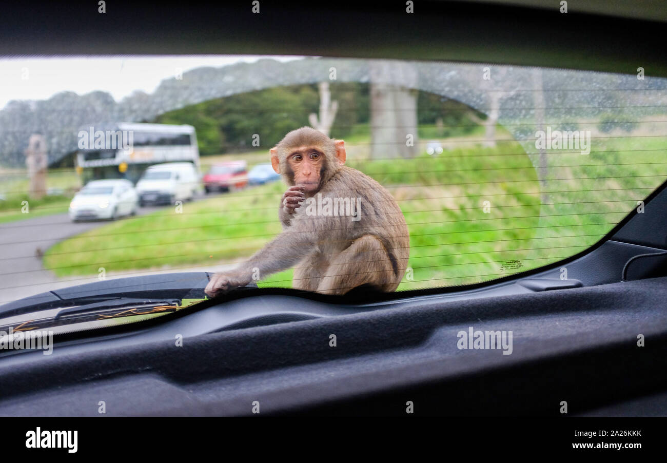 Ein Rhesusaffen Affe sitzt auf einer Motorhaube, wie es um den Longleat Safari Park Monkey Mayhem in Wiltshire Grossbritannien reisen Stockfoto