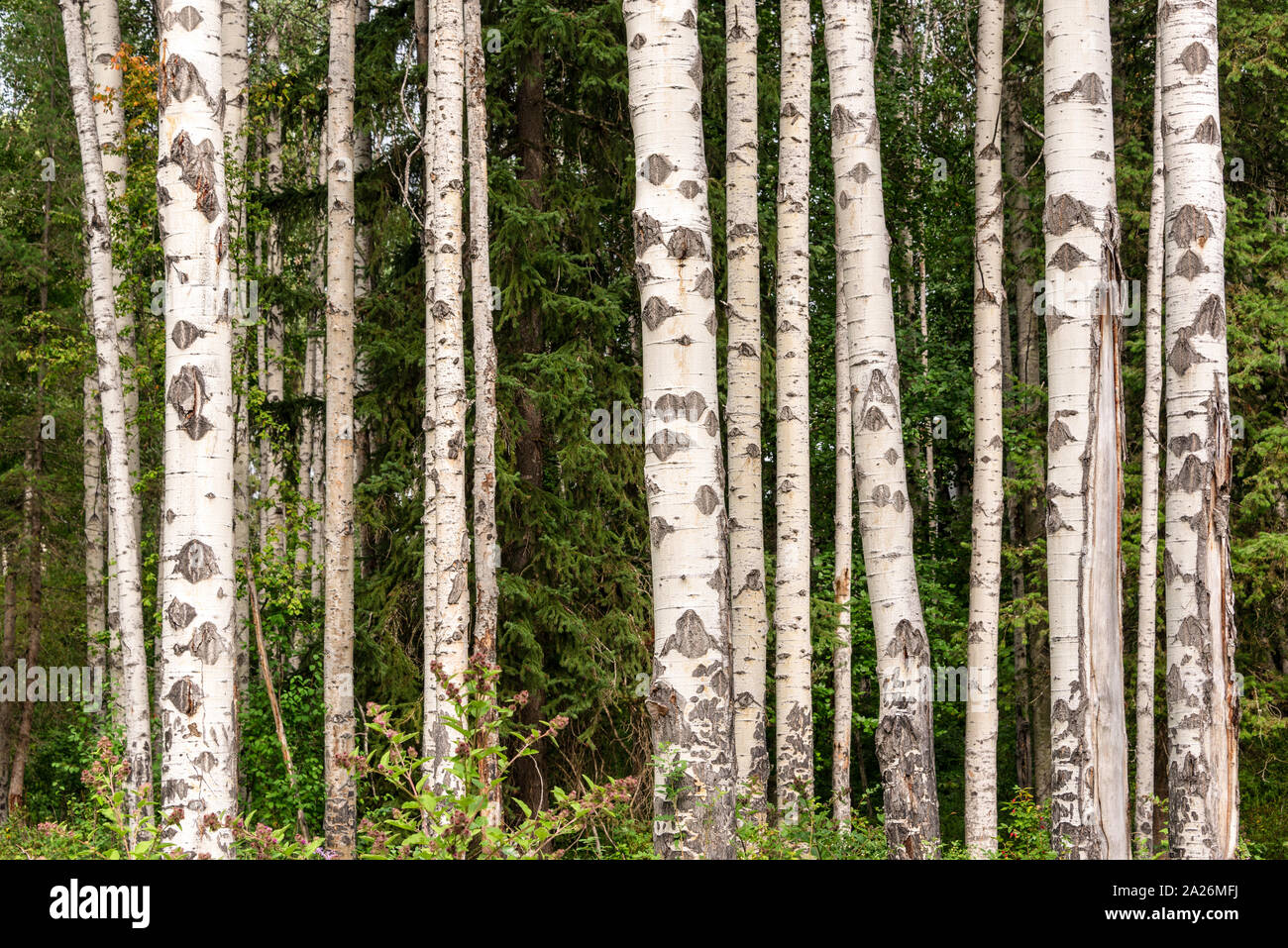 Birke Bäume Wald im Sommer Birch Tree trunks auf grünen Pinien Hintergrund Stockfoto